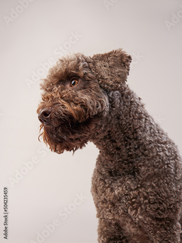 lagotto romagnolo on a beige background. Portrait of a funny puppy in the studio