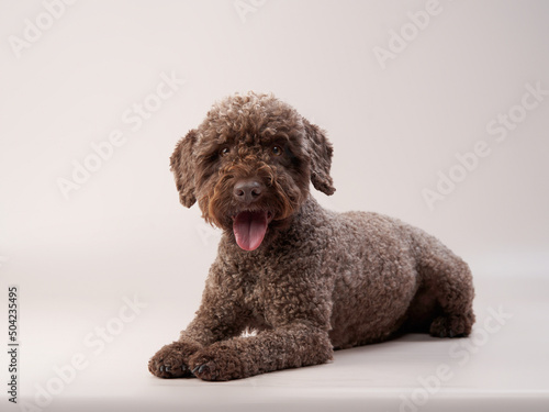 lagotto romagnolo on a beige background. Portrait of a funny puppy in the studio photo