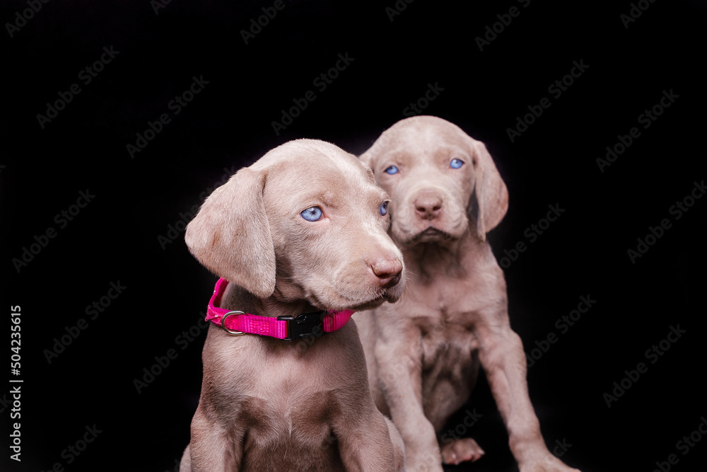 Weimaraner puppies on a pink leash with a black background.