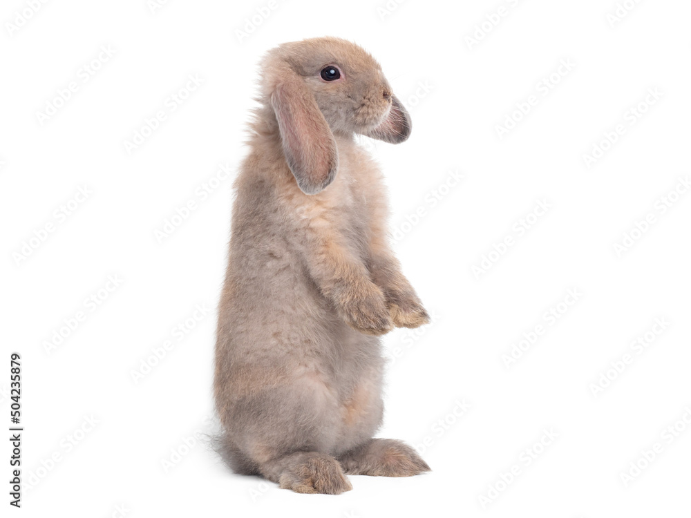 Obraz premium Brown cute rabbit standing on white background. Lovely action of holland lop rabbit.