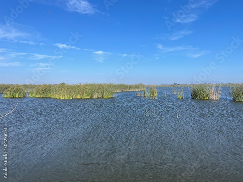 Ventura California Marsh