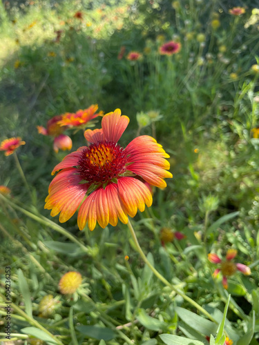Flower Closeup
