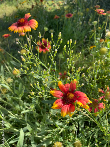 Wild Flowers