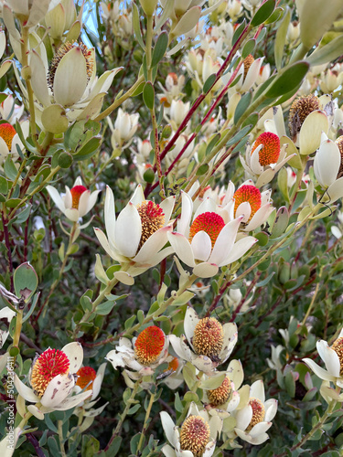 Wild flowers