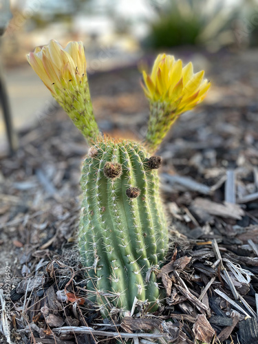 Cactus with a face