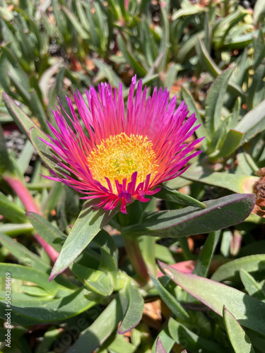 Flower Closeup