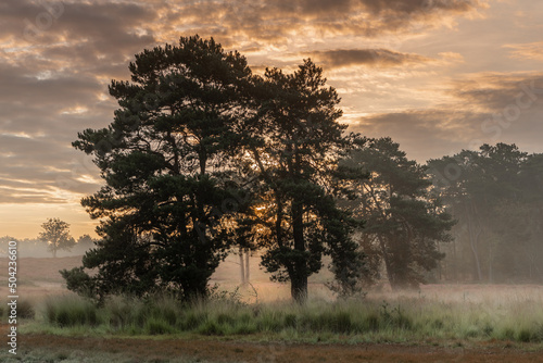 Clouded orange sunrise sky with some fog behind a few pines at Hatertse Fens in the Netherlands