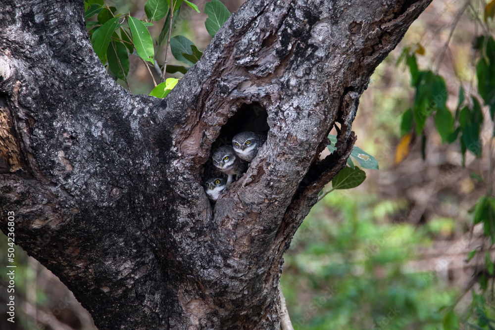Fototapeta premium Spotted owlets perched on a tree hole