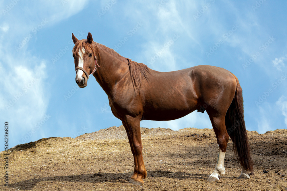 Obraz premium Beautiful horse stands against the blue sky with copy space