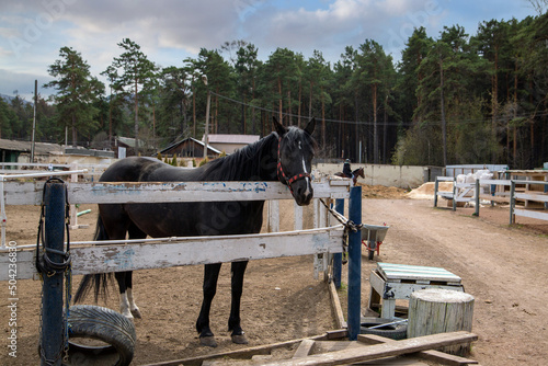 A black horse in a paddock at a horse farm. Hobby, animals.