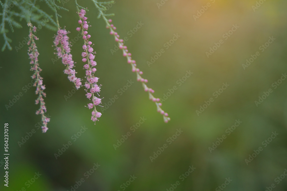Closeup of tiny purple flower blossom in the yellow sunlight on green nature background. Closeup of tiny purple flower blossom in the yellow sunlight on green nature background.