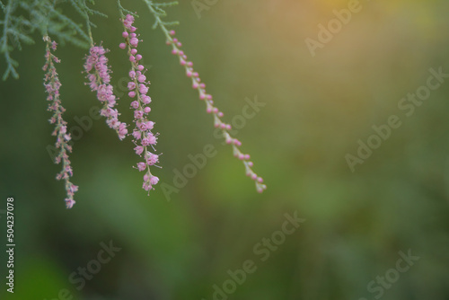 Closeup of tiny purple flower blossom in the yellow sunlight on green nature background.