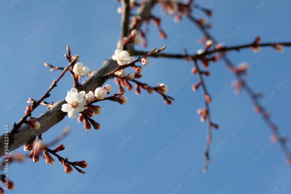 Blooming apricot in spring on a sunny day Blooming apricot in spring on a sunny day