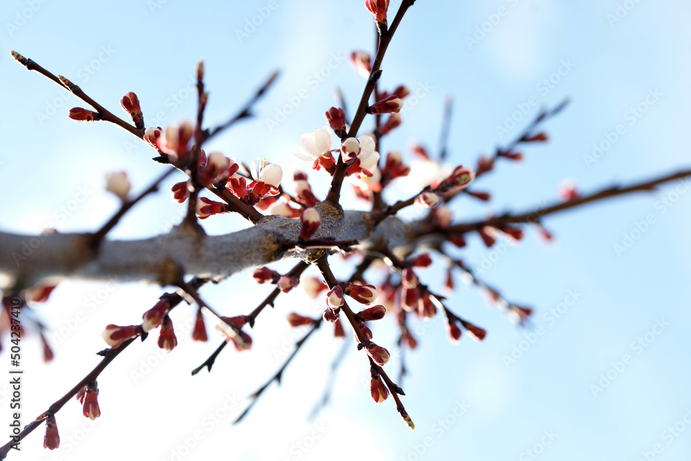 Blooming apricot in spring on a sunny day Blooming apricot in spring on a sunny day