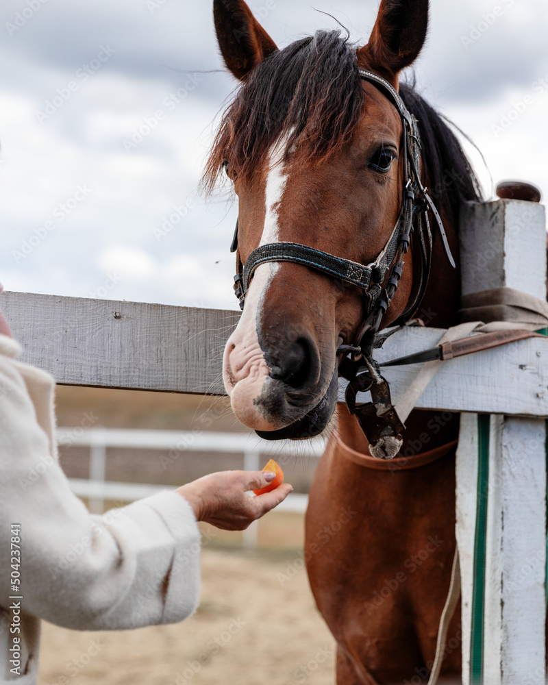 Obraz premium Elderly woman communicates with riding horse. Old person feeding animal from hand