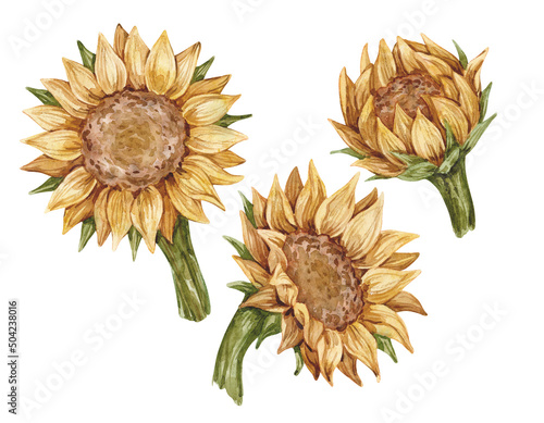 Set of watercolor illustrations with vintage yellow sunflowers isolated on white background. Bright summer collection.