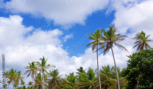 Palm trees isolated on blue sky background.