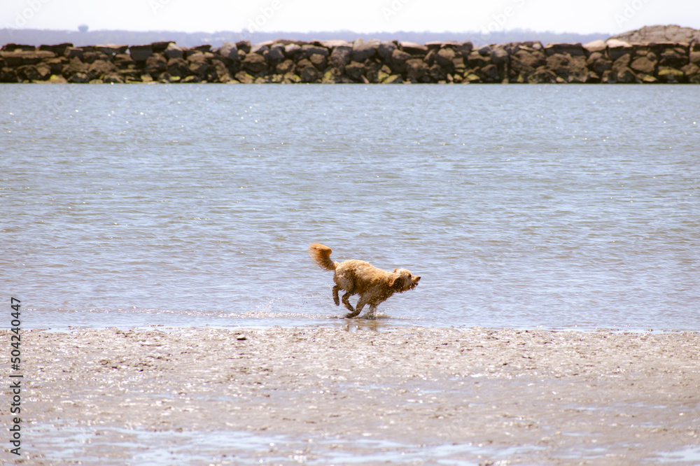 dog running on the beach