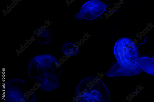 blue jellyfish in black water