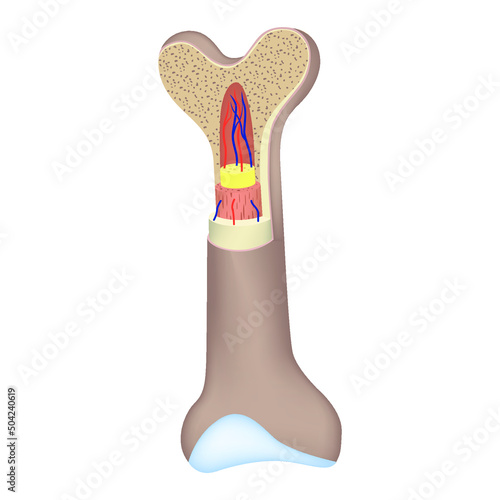 Anatomical structure of the bone in section. Vector illustration