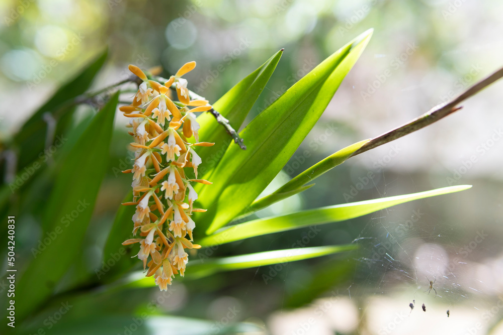 Epidendrum myodes