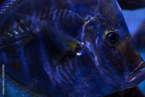 Close up of Blue Lookdown Fish 