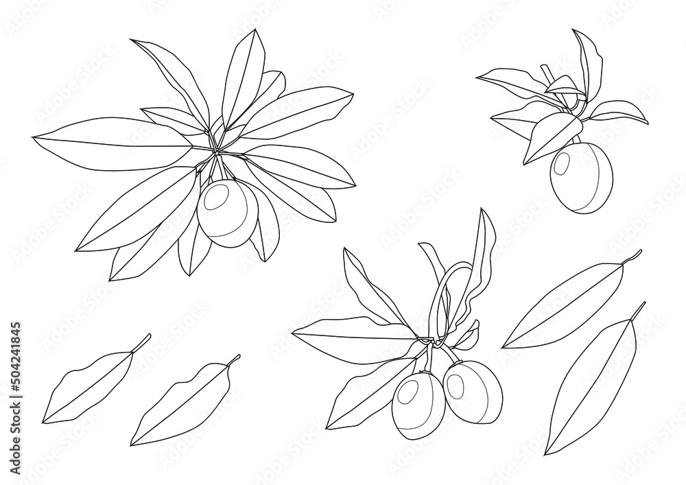 Line sapodilla fruit fresh and leaf isolated on white background illustration vector 
