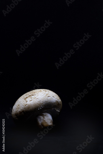 champignone con fondo negro 