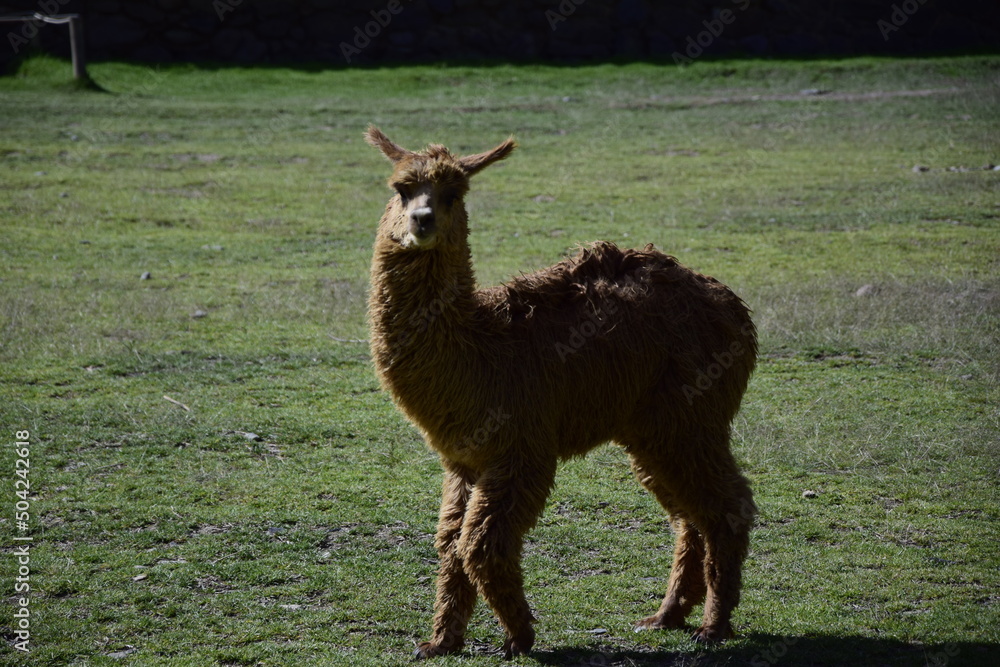 Two alpacas are playing among Inca ruins of Ollantaytambo. Ancient building in Sacred Valley in Peruvian Andes Two alpacas are playing among Inca ruins of Ollantaytambo. Ancient building in Sacred Valley in Peruvian Andes