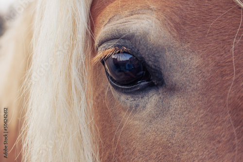 Beautiful horse eye close up. White mane  palomino. Calm  no strees. Full picture frame