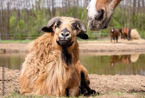 The horse's nostrils smell the ram. Natural scene on the ranch in summer