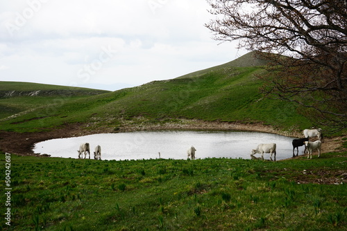 Grazing cows drinking a mountain lake water