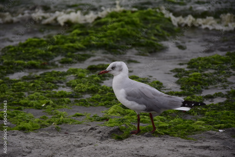 Seagulls walk on the sandy beach in the city of Paracas. Peru. Close-up Seagulls walk on the sandy beach in the city of Paracas. Peru. Close-up