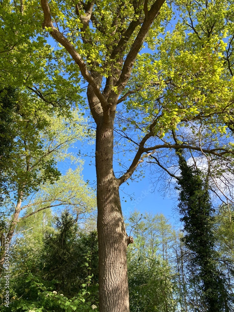 Obraz premium trees in the forest in spring