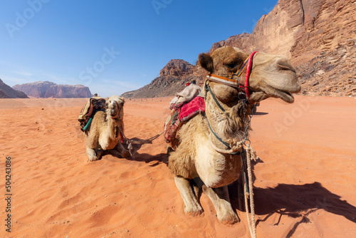 Two Camels dromedary resting lying on the sand. On blue sky background © minoandriani