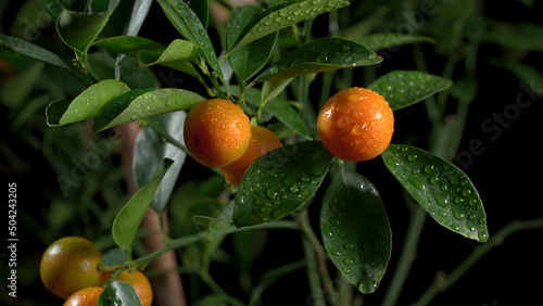 Small oranges on the tree.