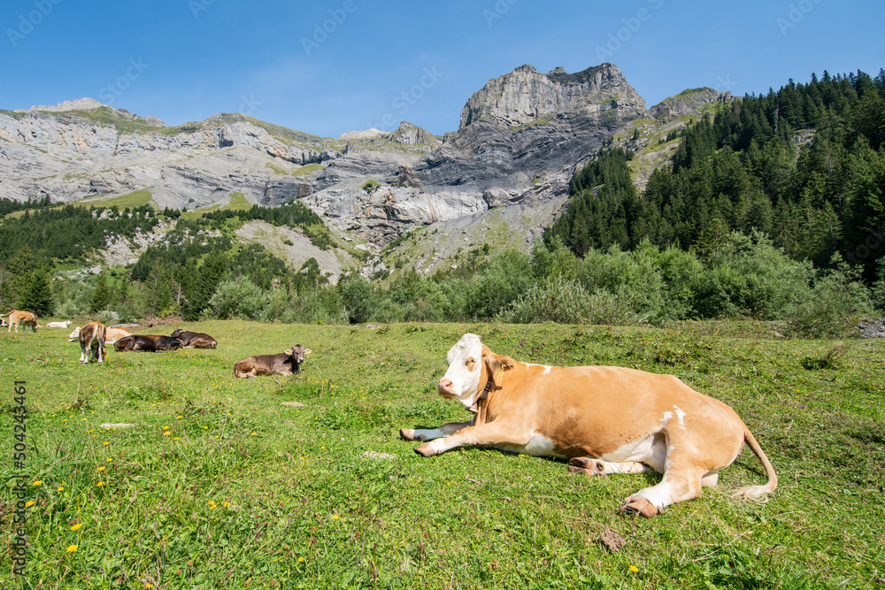 Cows on the pasture near Kandersteg, Switzerland