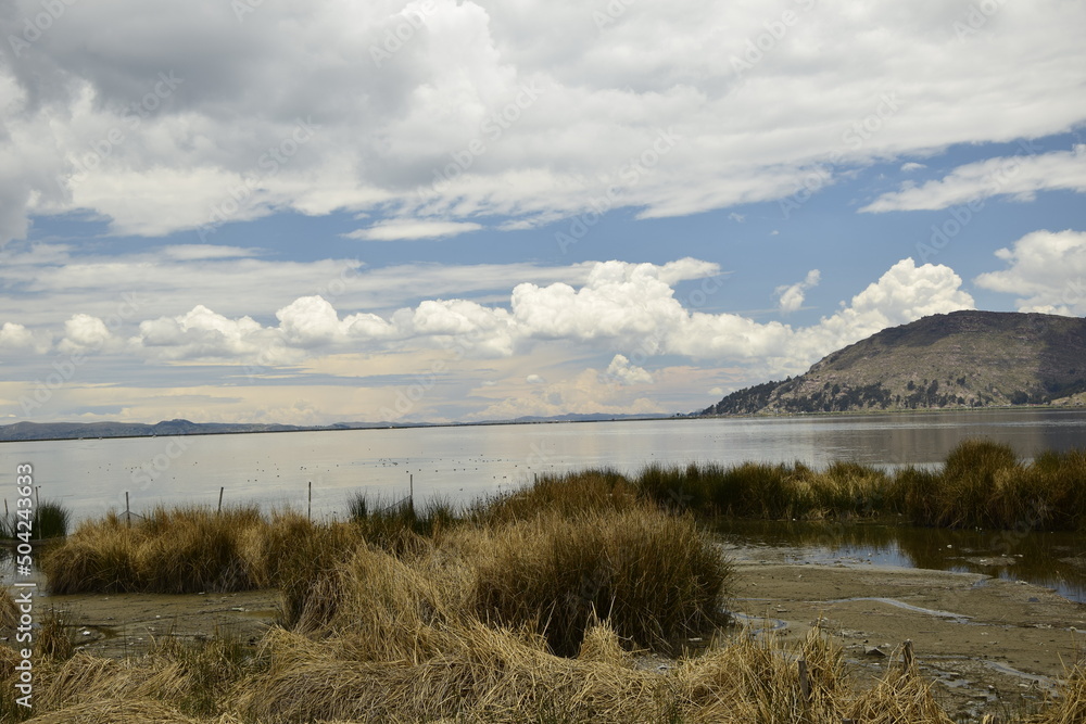 Green tall grass on the shore of Lake Titicaca. Puno, Peru
