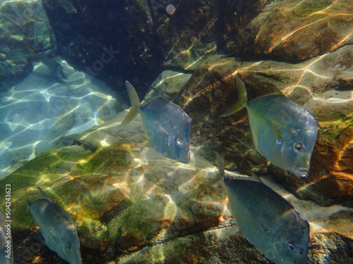 An underwater photo of a school of Silver Lookdown Fish