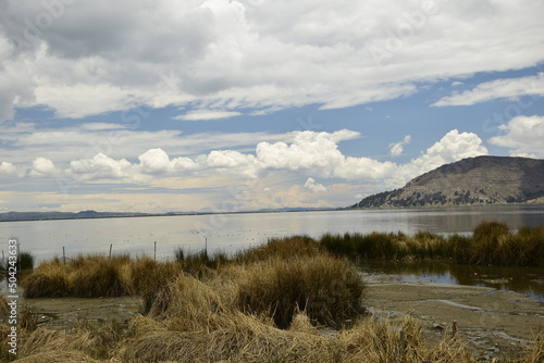 Green tall grass on the shore of Lake Titicaca. Puno  Peru