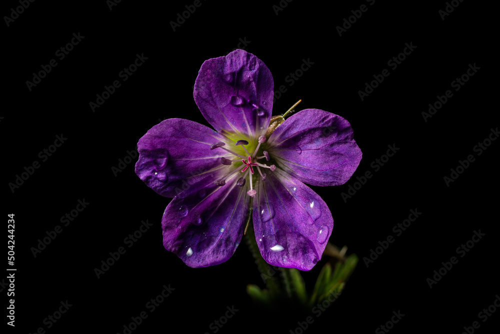 Fototapeta premium A wood cranesbill flower with raindrops during a summer shower