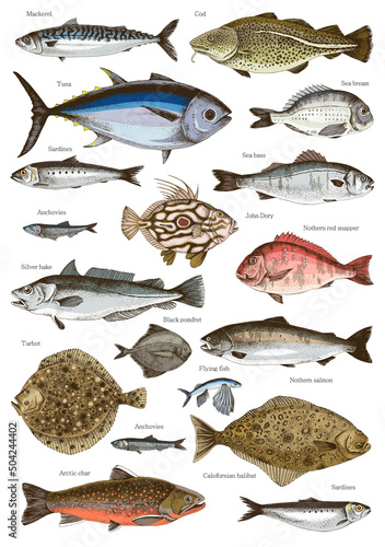Hand drawn poster with different type of fishes