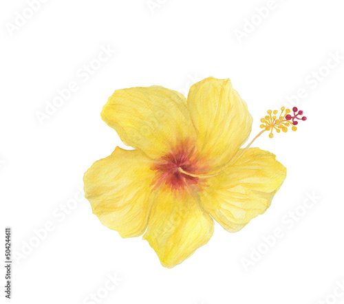 Fototapeta Naklejka Na Ścianę i Meble -  Watercolor painting a yellow hibiscus flower isolated on white