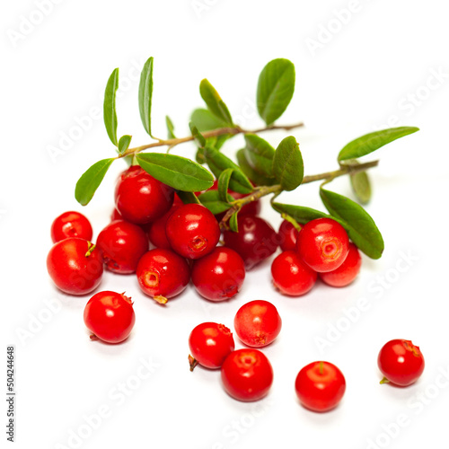 Red lingonberry (foxberry, cowberry) isolated on white