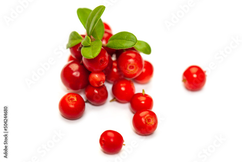 Fresh forest berry cowberry on white background