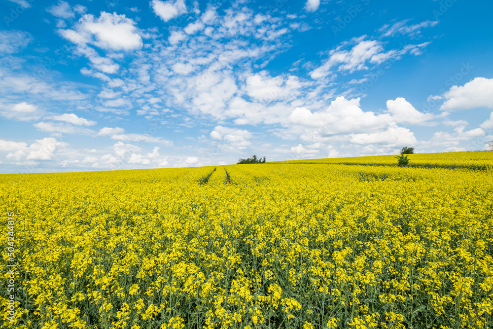 Gelb blühendes Rapsfeld Landschaft in der Oberpfalz bei Regensburg auf den Winzer Höhen  mit blauer Himmel und Wolken im Sommer, Deutschland