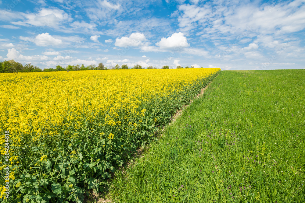Fototapeta premium Gelb blühendes Rapsfeld Landschaft in der Oberpfalz bei Regensburg auf den Winzer Höhen mit blauer Himmel und Wolken im Sommer, Deutschland