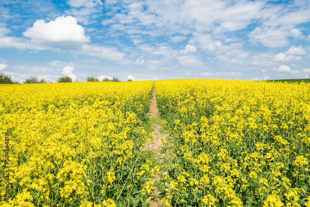 Gelb blühendes Rapsfeld Landschaft in der Oberpfalz bei Regensburg auf den Winzer Höhen  mit blauer Himmel und Wolken im Sommer, Deutschland