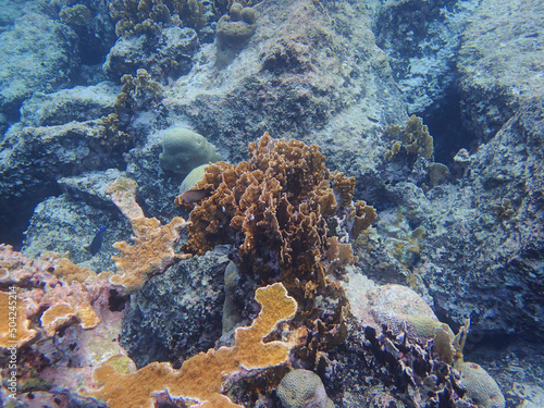 corals are marine invertebrates within the class Anthozoa of the phylum Cnidaria.