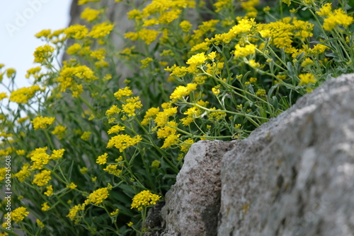 Yellow flowers on the stone